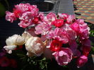 DSC00367