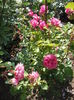 DSCF6455