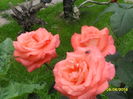 Trandafir teahibrid Versilia