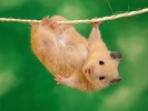 Funny_Hamster