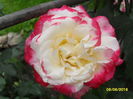 Trandafir floribunda Handel