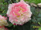 Trandafir teahibrid Peace