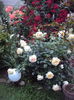 DSC03646
