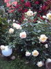 DSC03647