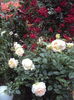 DSC03648