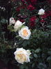 DSC03650