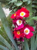 DSC03009