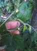 Cucamelon