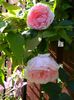 The wedgewood rose