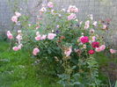 Cottage rose