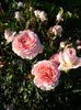 Abraham Darby