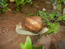 Garden Snail. Melc (2016, April 20)