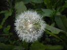 Taraxacum officinale (2016, April 13)