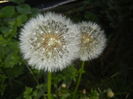 Taraxacum officinale (2016, April 17)