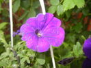 Purple Petunia (2016, May 06)