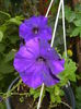 Purple Petunia (2016, May 21)