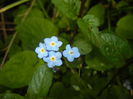 Myosotis alpestris (2016, May 10)