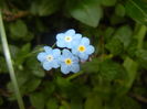Myosotis alpestris (2016, May 10)