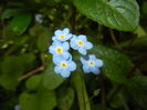 Myosotis alpestris (2016, May 10)