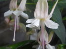 DSCN0766