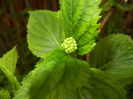 Hydrangea macrophylla (2016, May 06)
