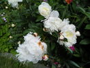 Boule de Neige