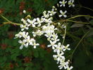 clematis recta purpurea