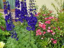delphinium Guardian Blue