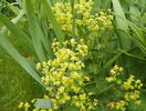 alchemilla mollis