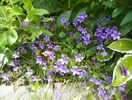 campanula carpatica