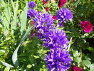 campanula glomerata