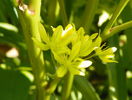 allium Molly