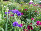 campanula glomerata si Munstead Wood