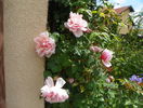 Albertine