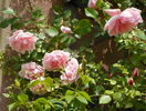 Albertine