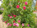 Rosarium Uetersen