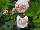 A Shropshire Lad