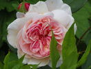 A Shropshire Lad