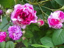 Russelliana