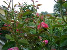 DSC02834