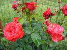 DSC02839 red intuition