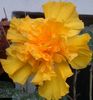 Hibiscus Harvest Moon