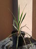 yucca variegata de gradina 35lei