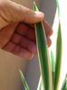 variegata pe margini
