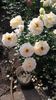 20160604_174643 - Copy