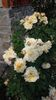 20160604_174724 - Copy