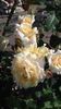 20160604_174817 - Copy