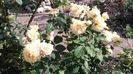 20160604_174933 - Copy