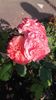 20160604_175003 - Copy