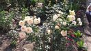 20160604_175017 - Copy